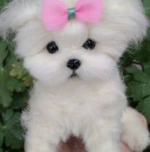 Meet your Posher, Margarite